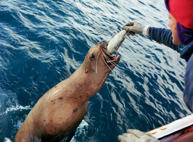 Как добывают крабов и рыбу в Беринговом море