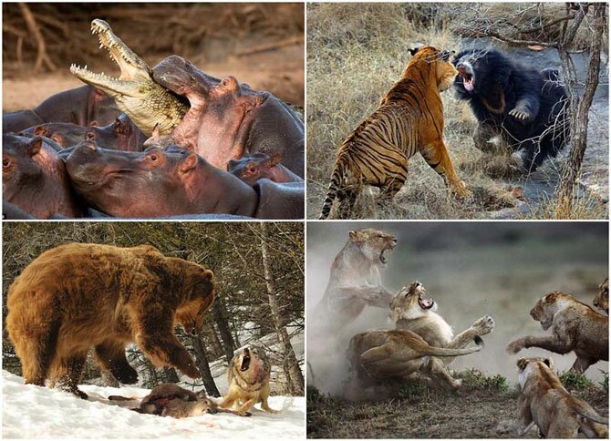 10 of the most impressive wildlife clashes