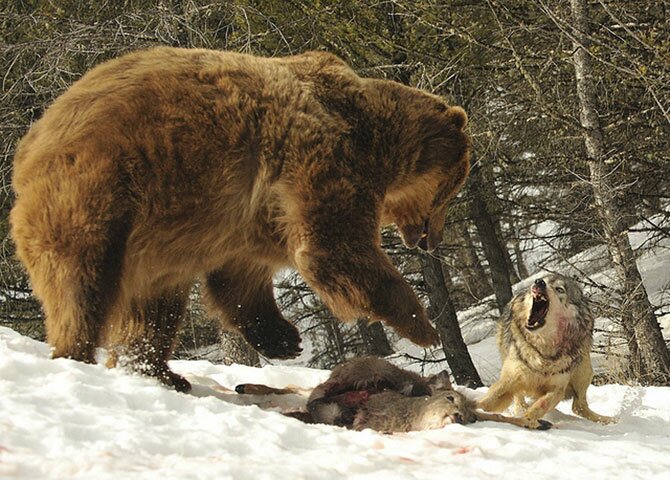 10 of the most impressive wildlife clashes