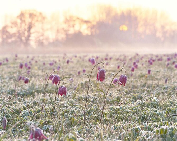 1 место. Дебби Хартли. «Победители фотоконкурса «International Garden Photographer of the Year»