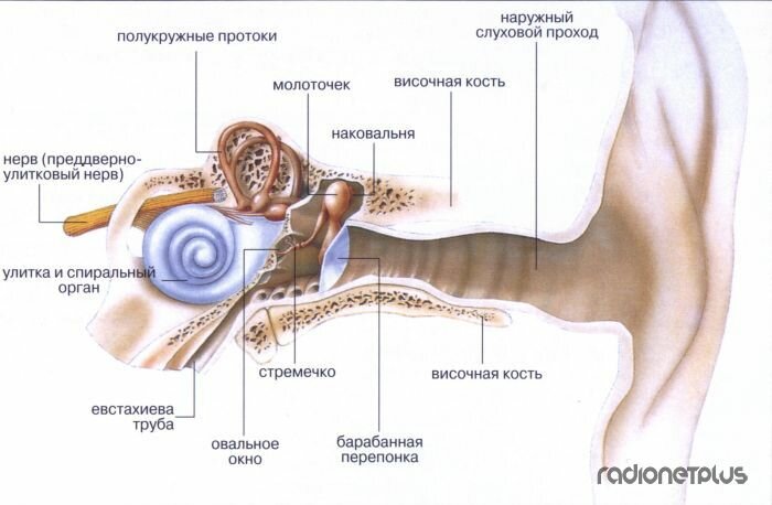 Интересные об организме человека