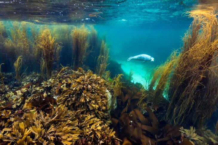 Призеры лондонского конкурса дикой природы Wildlife Photographer of the Year 2019